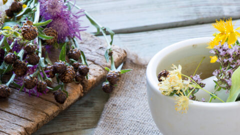 Il potere delle piante